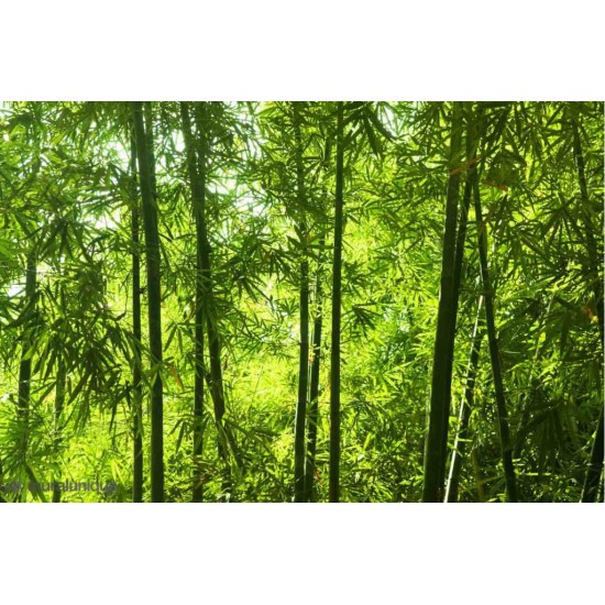 Murale Forêt De Bambou D'Asie 